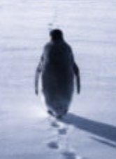 Nietzschean Penguin